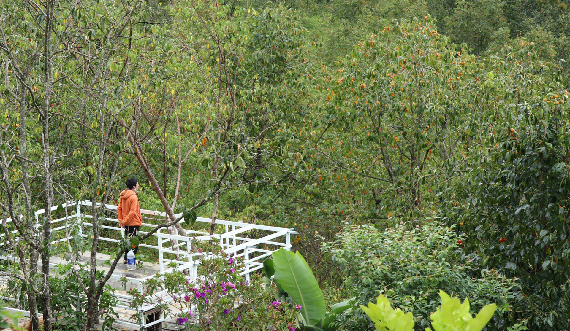 Đà Lạt mùa hồng trái ảnh 15