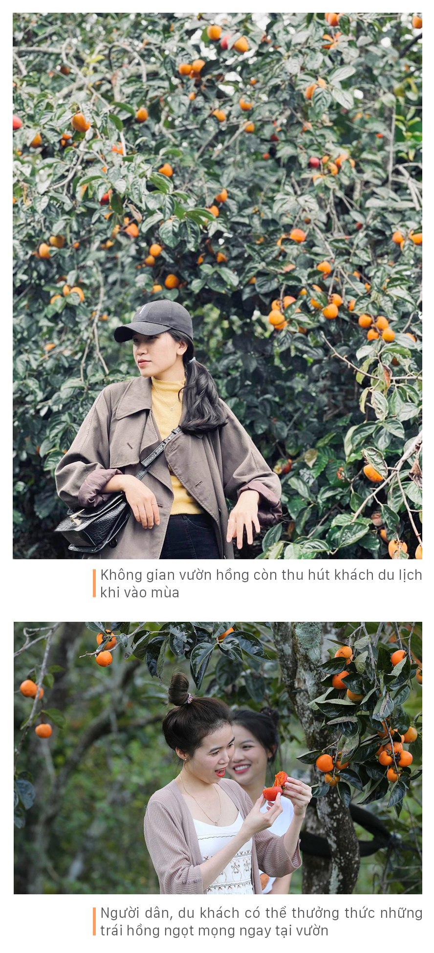 Đà Lạt mùa hồng trái ảnh 16