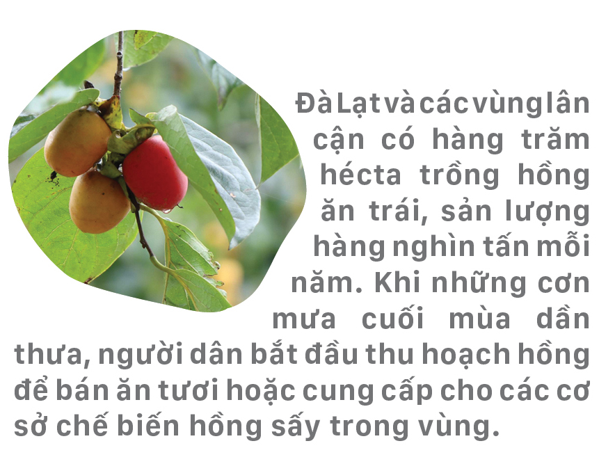 Đà Lạt mùa hồng trái ảnh 1