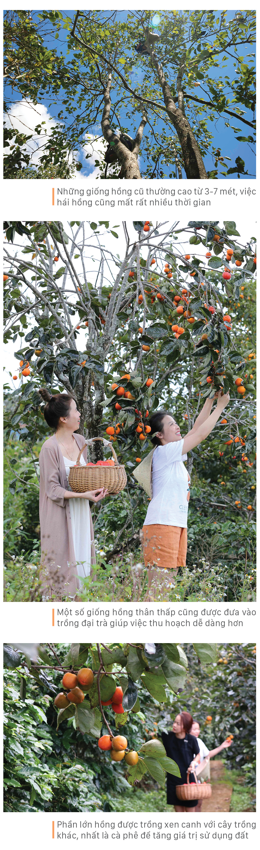 Đà Lạt mùa hồng trái ảnh 4