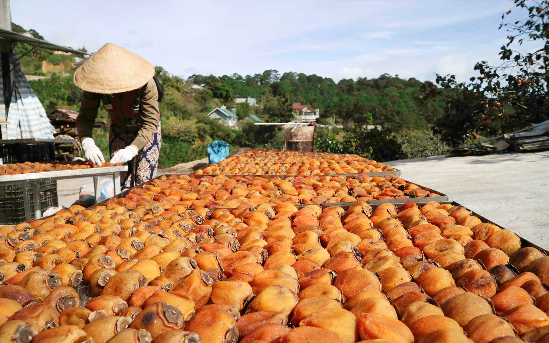 Đà Lạt mùa hồng trái ảnh 8