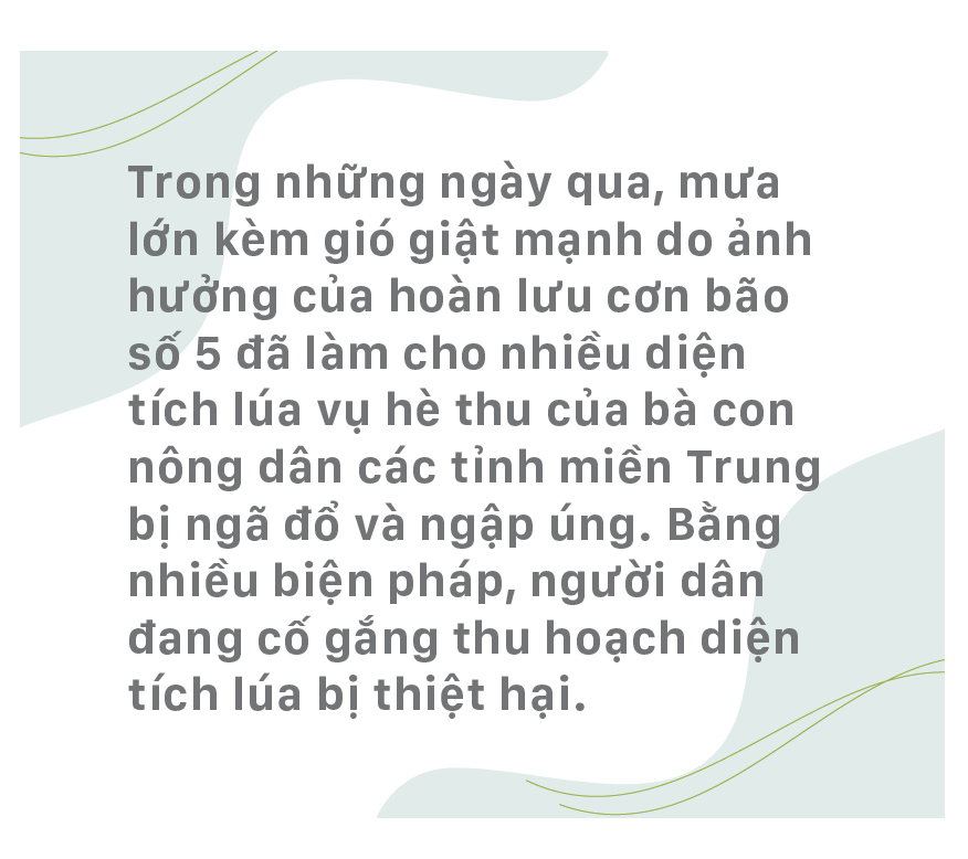 Nông dân miền Trung dầm mình cứu lúa sau mưa bão ảnh 1