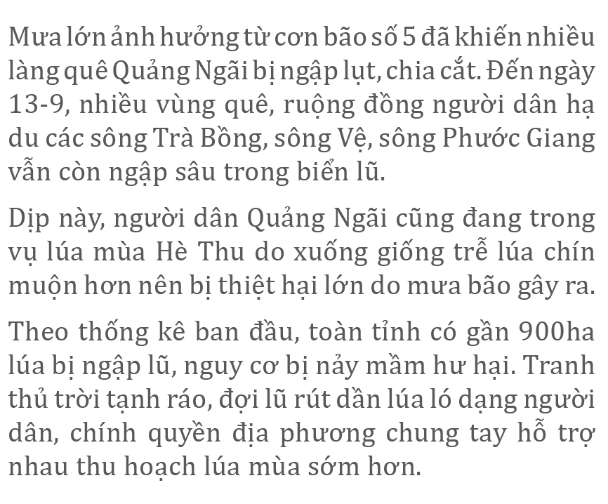 Nông dân miền Trung dầm mình cứu lúa sau mưa bão ảnh 27