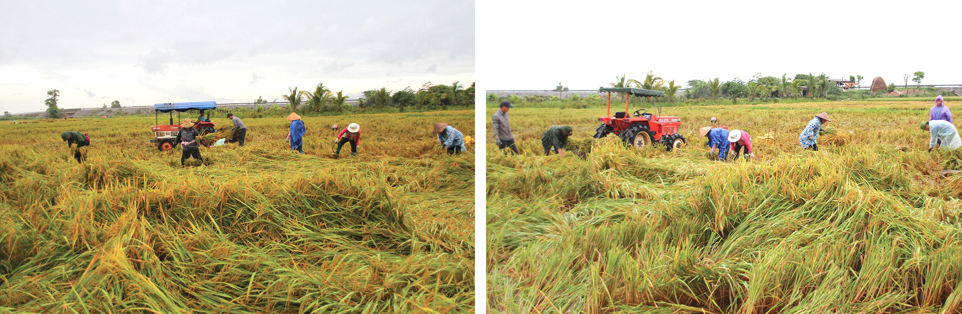 Nông dân miền Trung dầm mình cứu lúa sau mưa bão ảnh 7