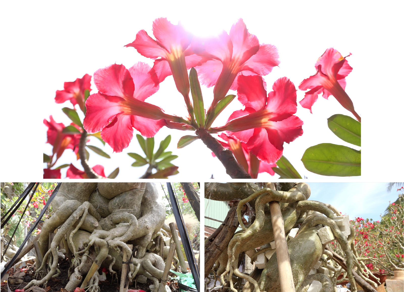 Ngắm sứ 'khổng lồ' tại Làng hoa Sa Đéc ảnh 4