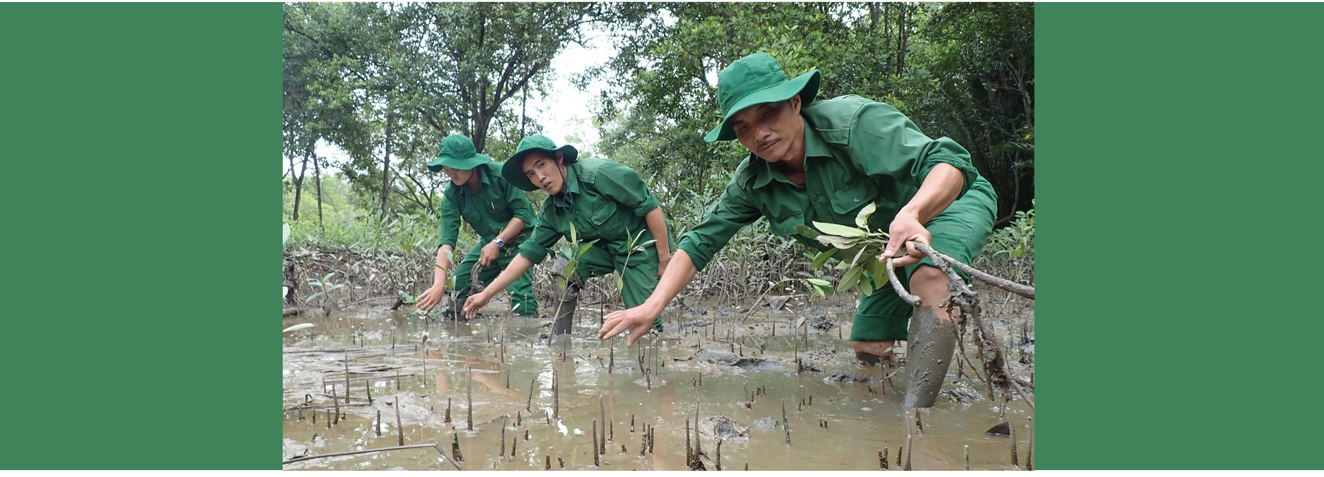 Xanh mãi rừng Cần Giờ ảnh 7