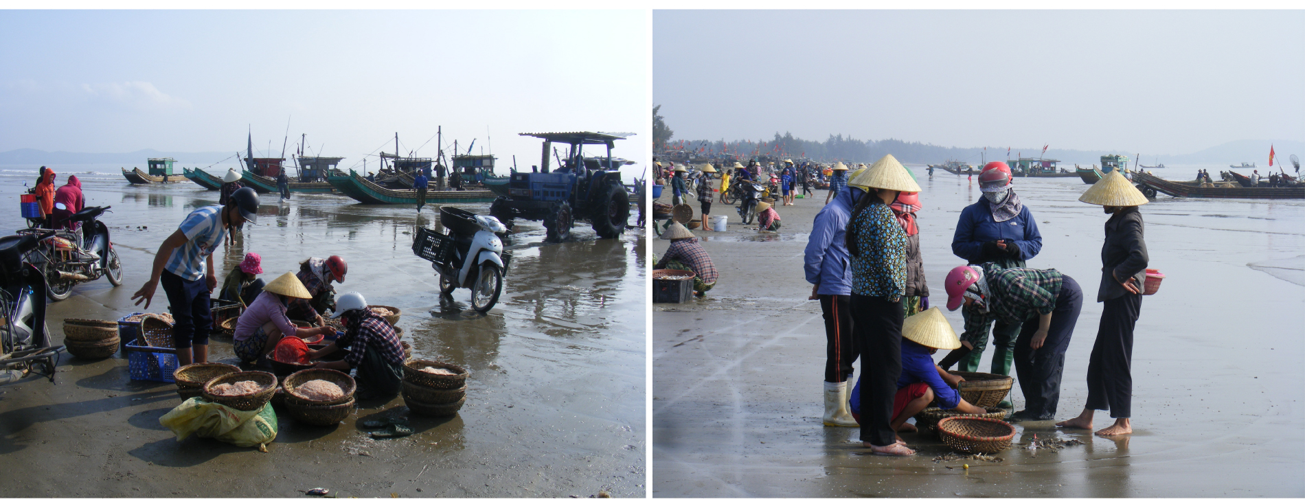 Ngư dân trúng mùa tép biển ảnh 2