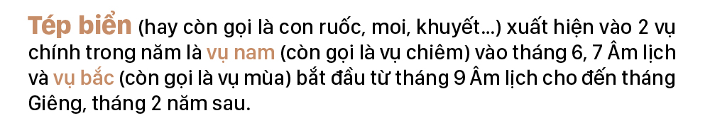 Ngư dân trúng mùa tép biển ảnh 3