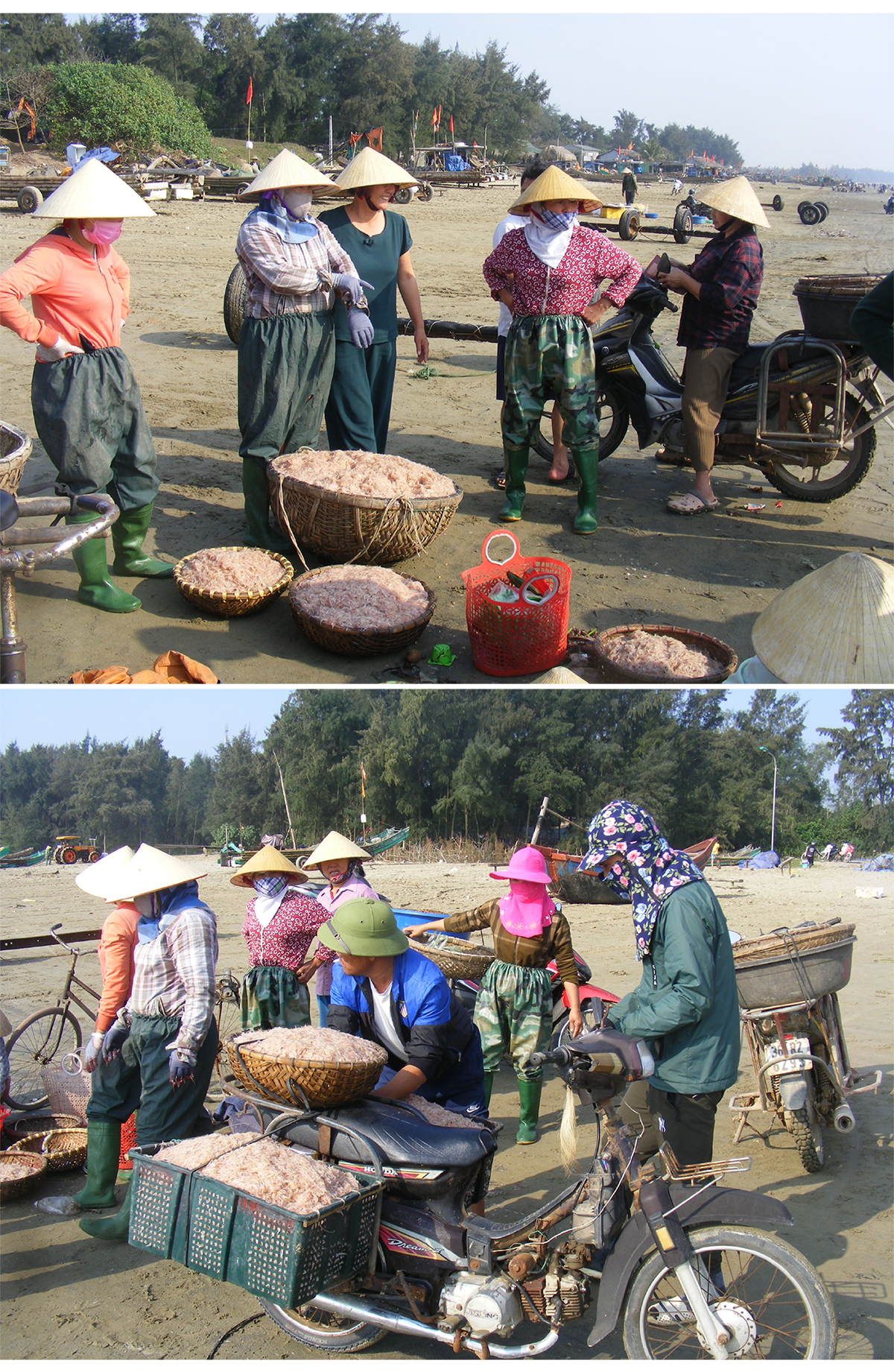 Ngư dân trúng mùa tép biển ảnh 4