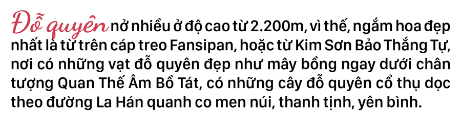 'Nữ hoàng' đỗ quyên 'bung lụa' trên đỉnh Fansipan ảnh 9