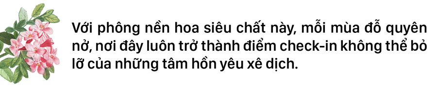'Nữ hoàng' đỗ quyên 'bung lụa' trên đỉnh Fansipan ảnh 12