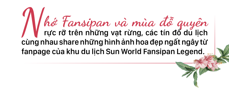 'Nữ hoàng' đỗ quyên 'bung lụa' trên đỉnh Fansipan ảnh 1