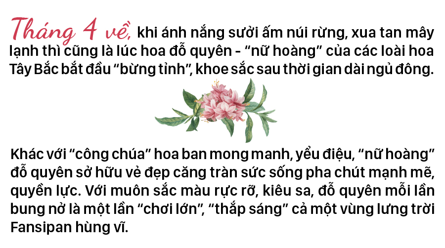 'Nữ hoàng' đỗ quyên 'bung lụa' trên đỉnh Fansipan ảnh 3
