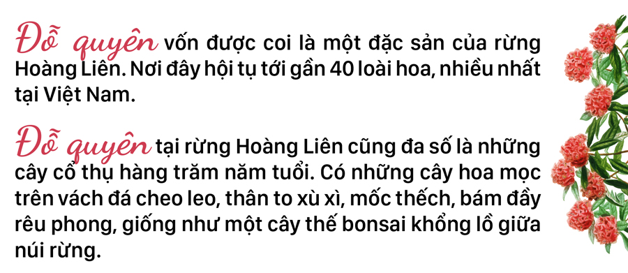 'Nữ hoàng' đỗ quyên 'bung lụa' trên đỉnh Fansipan ảnh 7