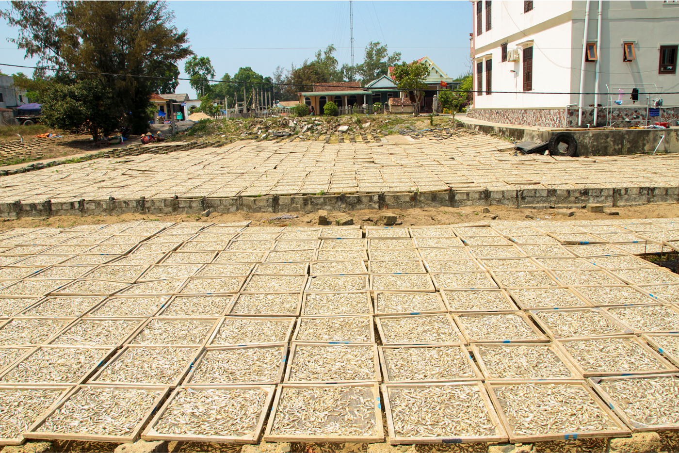 Nhọc nhằn nghề hấp cá phơi khô ảnh 2