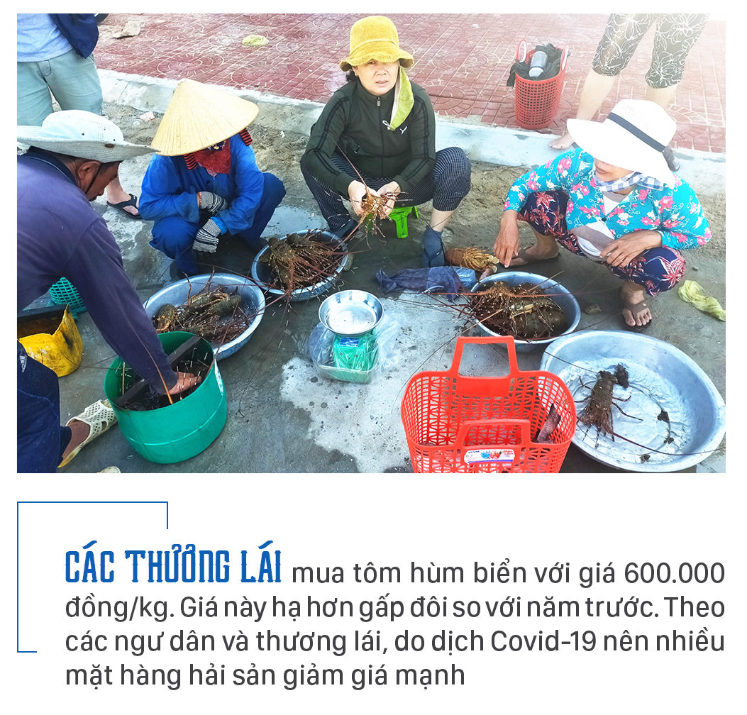 Săn tôm hùm biển kiếm bạc triệu mỗi ngày ảnh 8