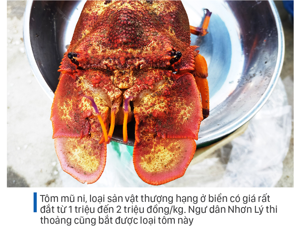 Săn tôm hùm biển kiếm bạc triệu mỗi ngày ảnh 12