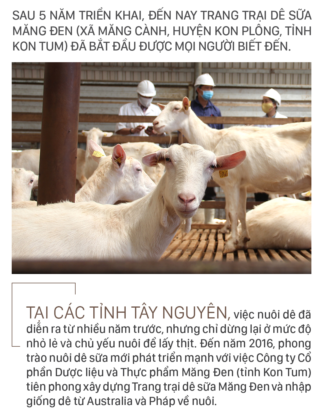 Trang trại 8.000 con dê sữa tại Măng Đen ảnh 1