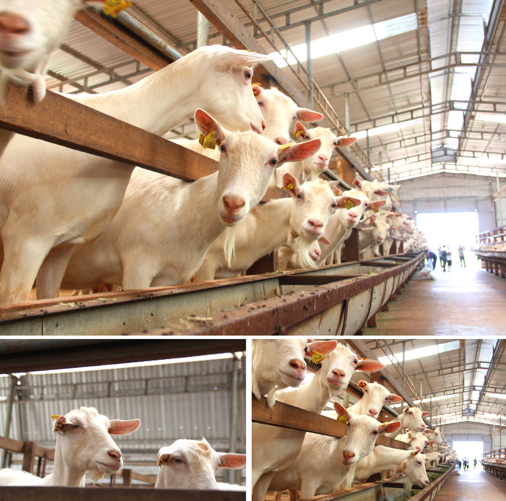 Trang trại 8.000 con dê sữa tại Măng Đen ảnh 2