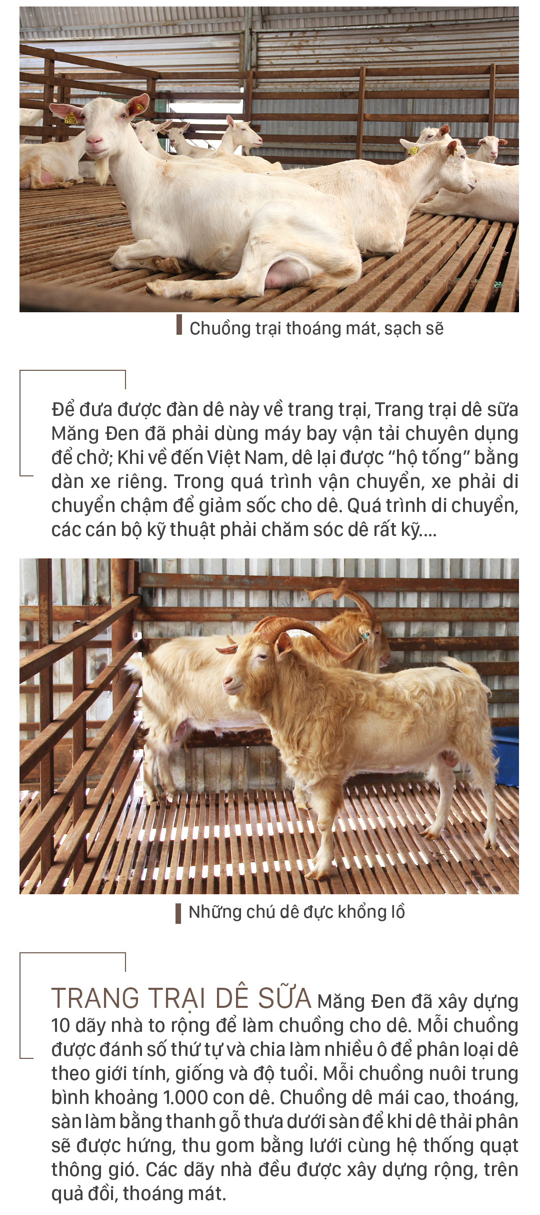 Trang trại 8.000 con dê sữa tại Măng Đen ảnh 5