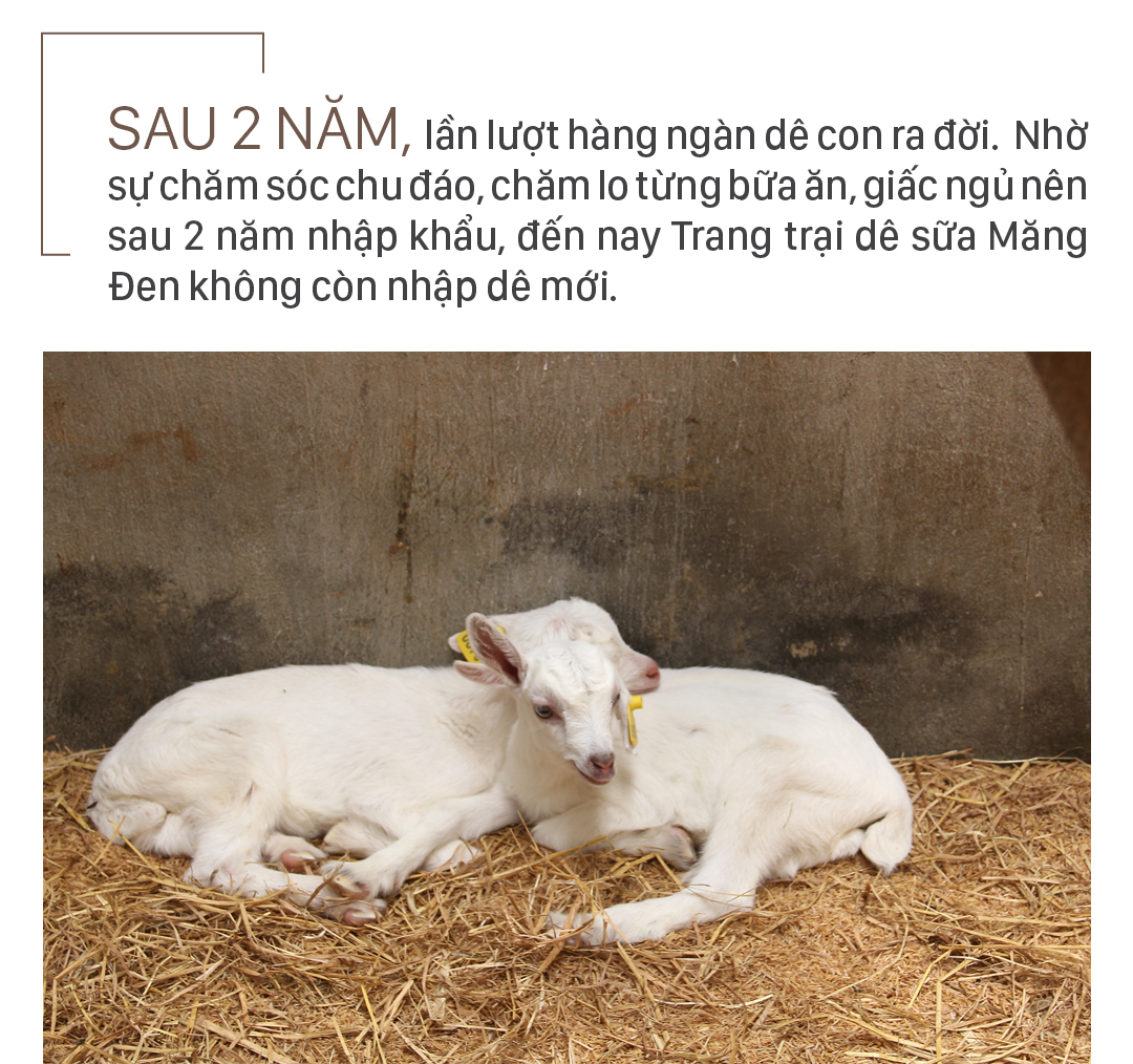 Trang trại 8.000 con dê sữa tại Măng Đen ảnh 8