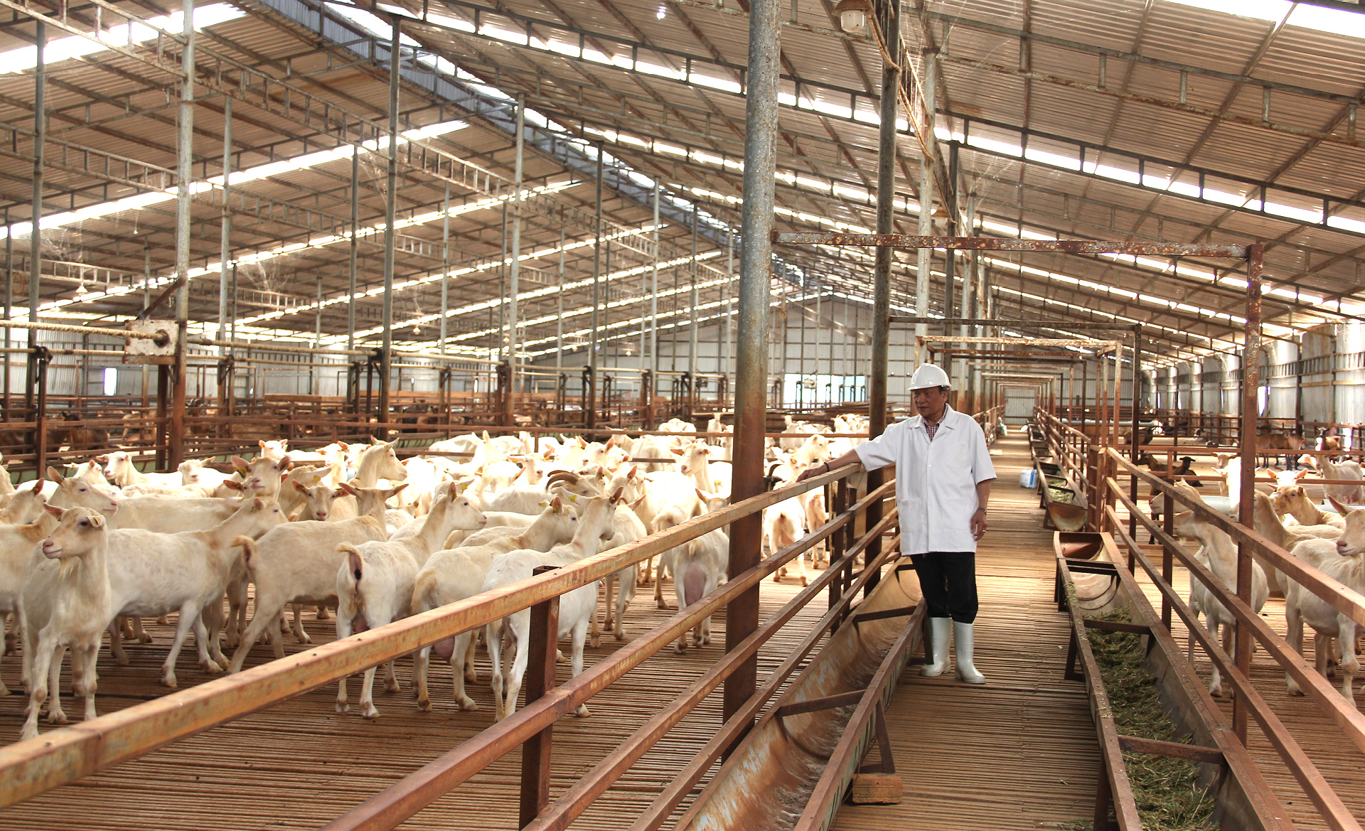 Trang trại 8.000 con dê sữa tại Măng Đen ảnh 10