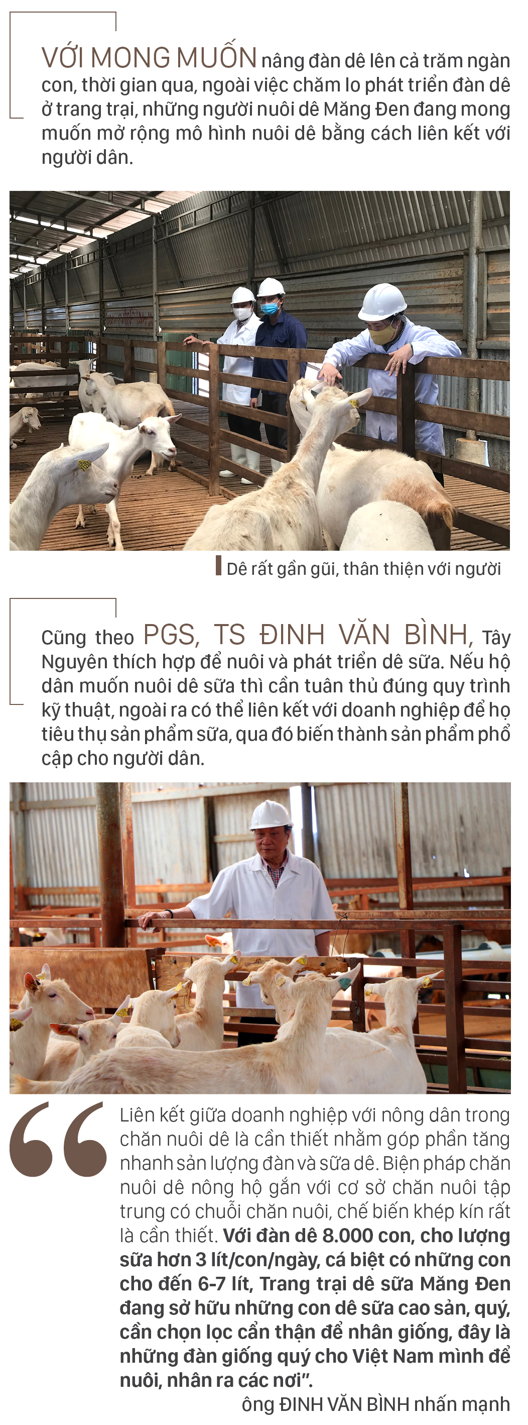 Trang trại 8.000 con dê sữa tại Măng Đen ảnh 12