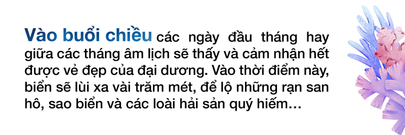 Ngắm san hô mùa nước cạn ở Quảng Ngãi ảnh 10