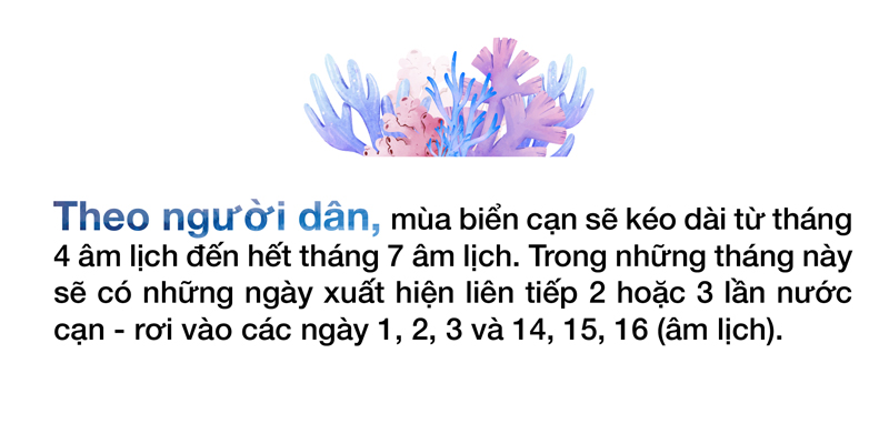 Ngắm san hô mùa nước cạn ở Quảng Ngãi ảnh 14
