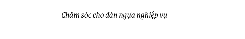 Cảnh sát cơ động Kỵ binh huấn luyện ngựa nghiệp vụ ảnh 26