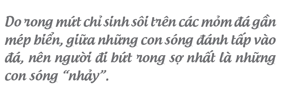 'Lộc biển' trên gành đá ảnh 11