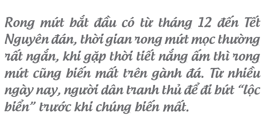 'Lộc biển' trên gành đá ảnh 7