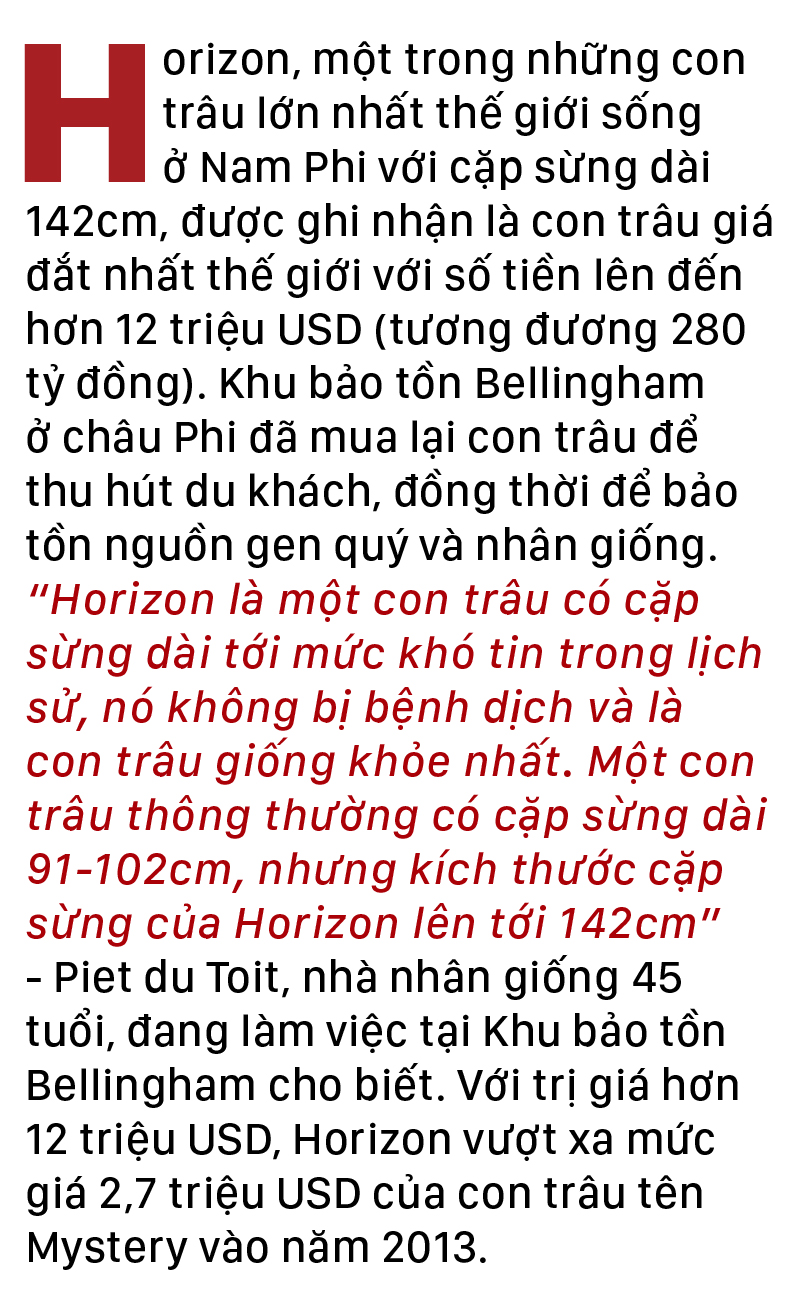 Năm Sửu nói chuyện lạ trâu, bò ảnh 5