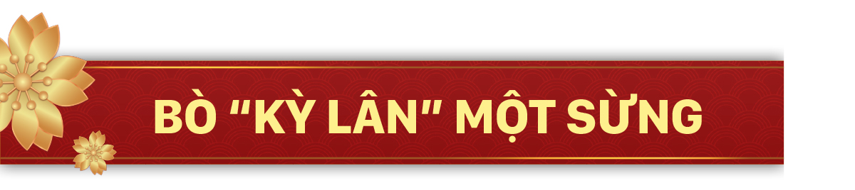 Năm Sửu nói chuyện lạ trâu, bò ảnh 10