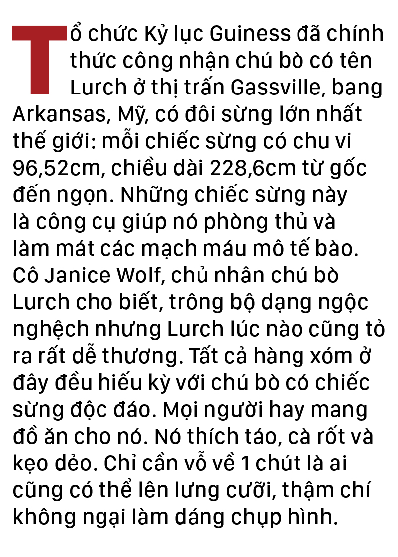 Năm Sửu nói chuyện lạ trâu, bò ảnh 17
