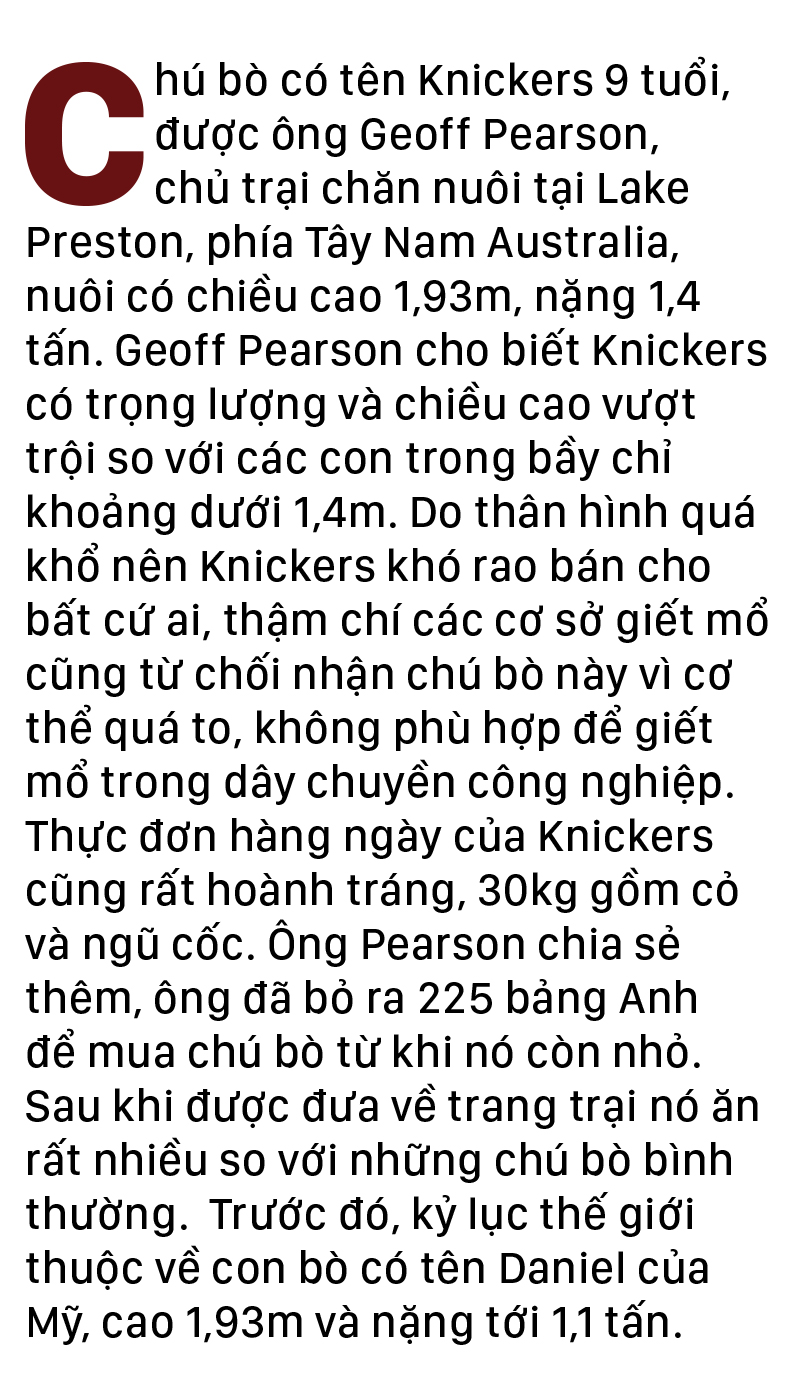 Năm Sửu nói chuyện lạ trâu, bò ảnh 21