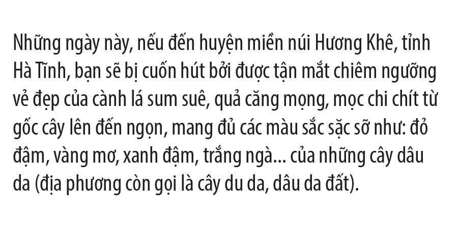 Ngất ngây vẻ đẹp vườn dâu da mùa thu hoạch ảnh 1
