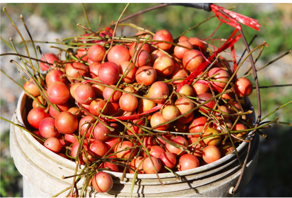 Ngất ngây vẻ đẹp vườn dâu da mùa thu hoạch ảnh 22