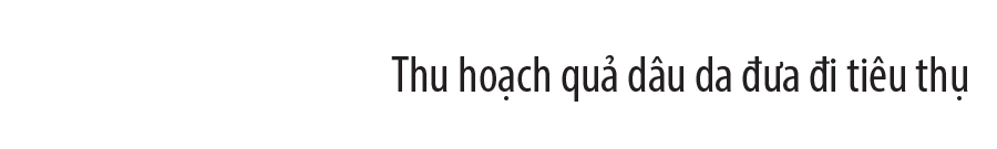 Ngất ngây vẻ đẹp vườn dâu da mùa thu hoạch ảnh 23