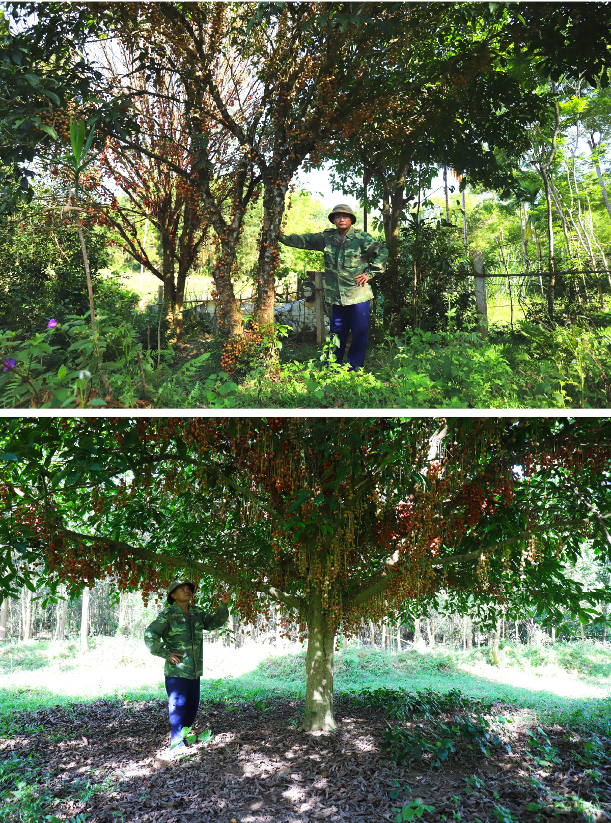 Ngất ngây vẻ đẹp vườn dâu da mùa thu hoạch ảnh 5