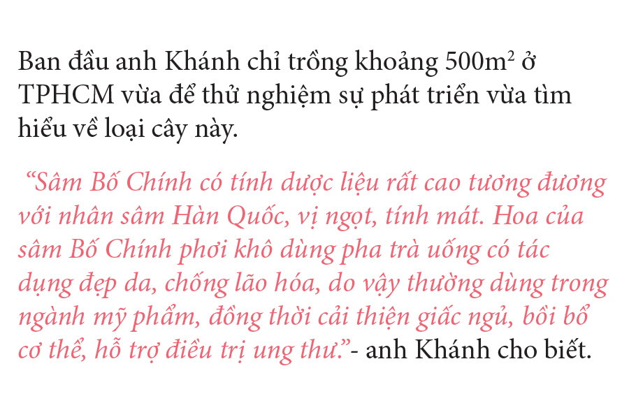 Sâm Bố Chính nở hoa rực rỡ trên đất Quảng Ngãi ảnh 10