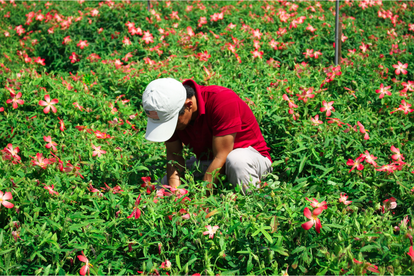 Sâm Bố Chính nở hoa rực rỡ trên đất Quảng Ngãi ảnh 11