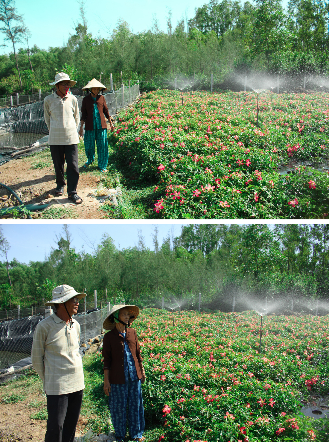 Sâm Bố Chính nở hoa rực rỡ trên đất Quảng Ngãi ảnh 15