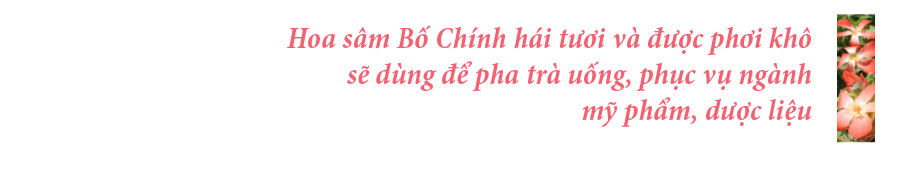 Sâm Bố Chính nở hoa rực rỡ trên đất Quảng Ngãi ảnh 24