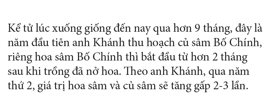 Sâm Bố Chính nở hoa rực rỡ trên đất Quảng Ngãi ảnh 27