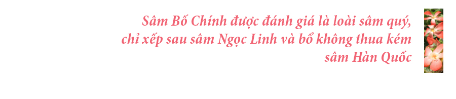 Sâm Bố Chính nở hoa rực rỡ trên đất Quảng Ngãi ảnh 29
