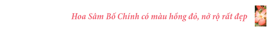 Sâm Bố Chính nở hoa rực rỡ trên đất Quảng Ngãi ảnh 32