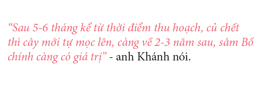 Sâm Bố Chính nở hoa rực rỡ trên đất Quảng Ngãi ảnh 35