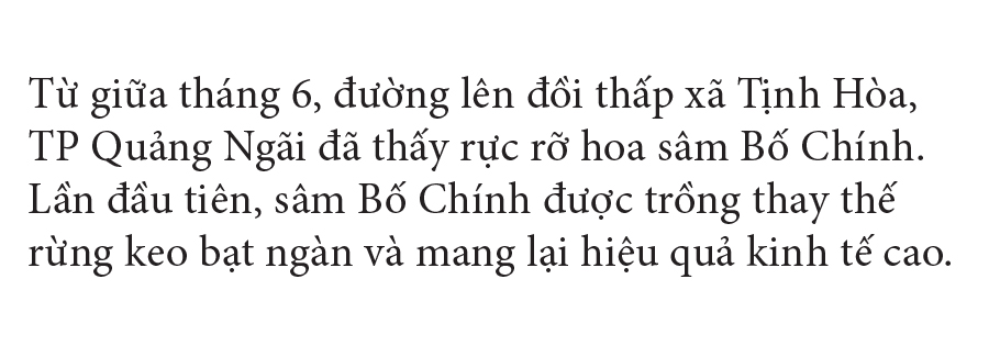 Sâm Bố Chính nở hoa rực rỡ trên đất Quảng Ngãi ảnh 4