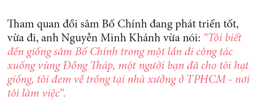 Sâm Bố Chính nở hoa rực rỡ trên đất Quảng Ngãi ảnh 7